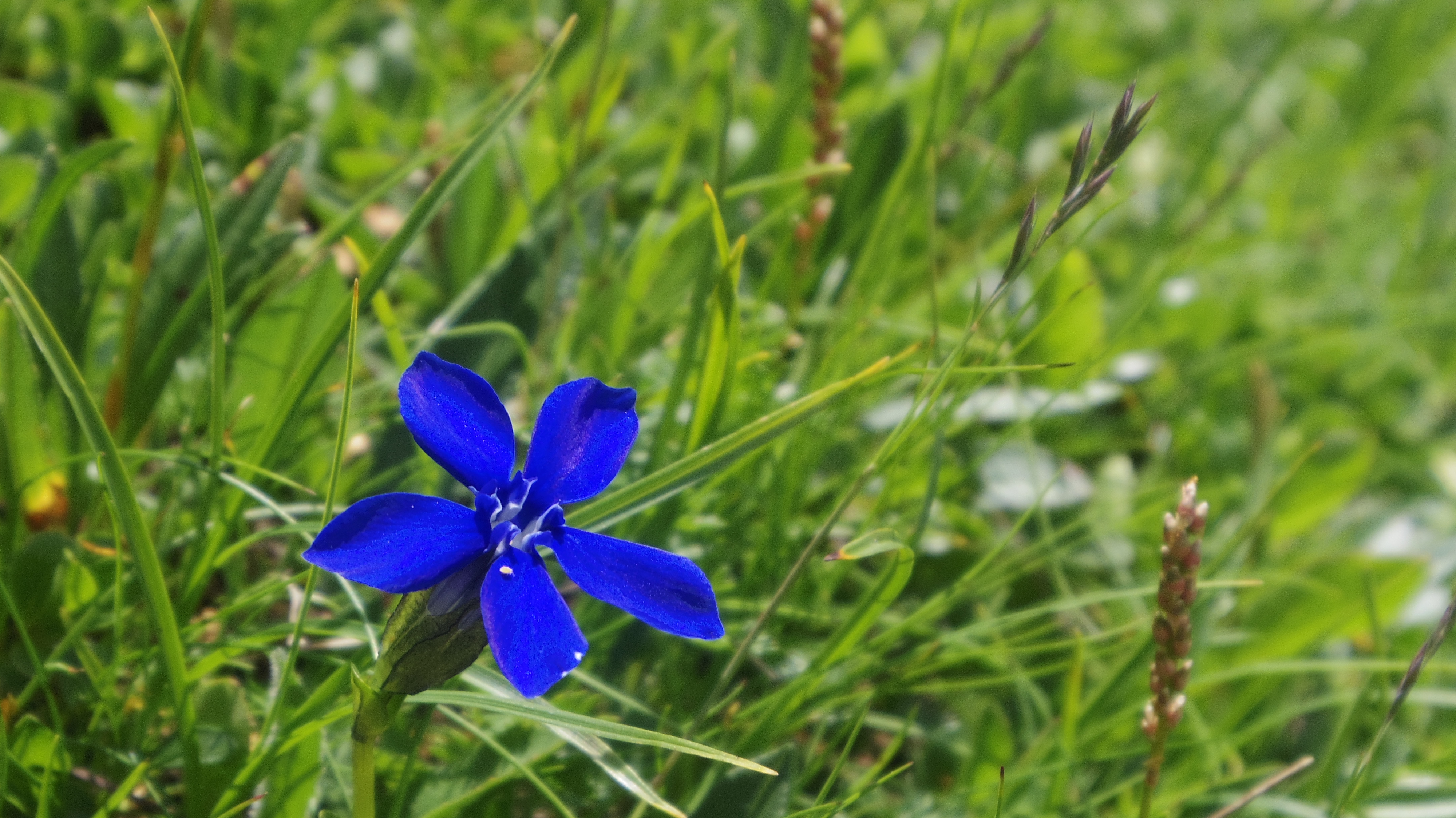 Flotte blomster i bjergene